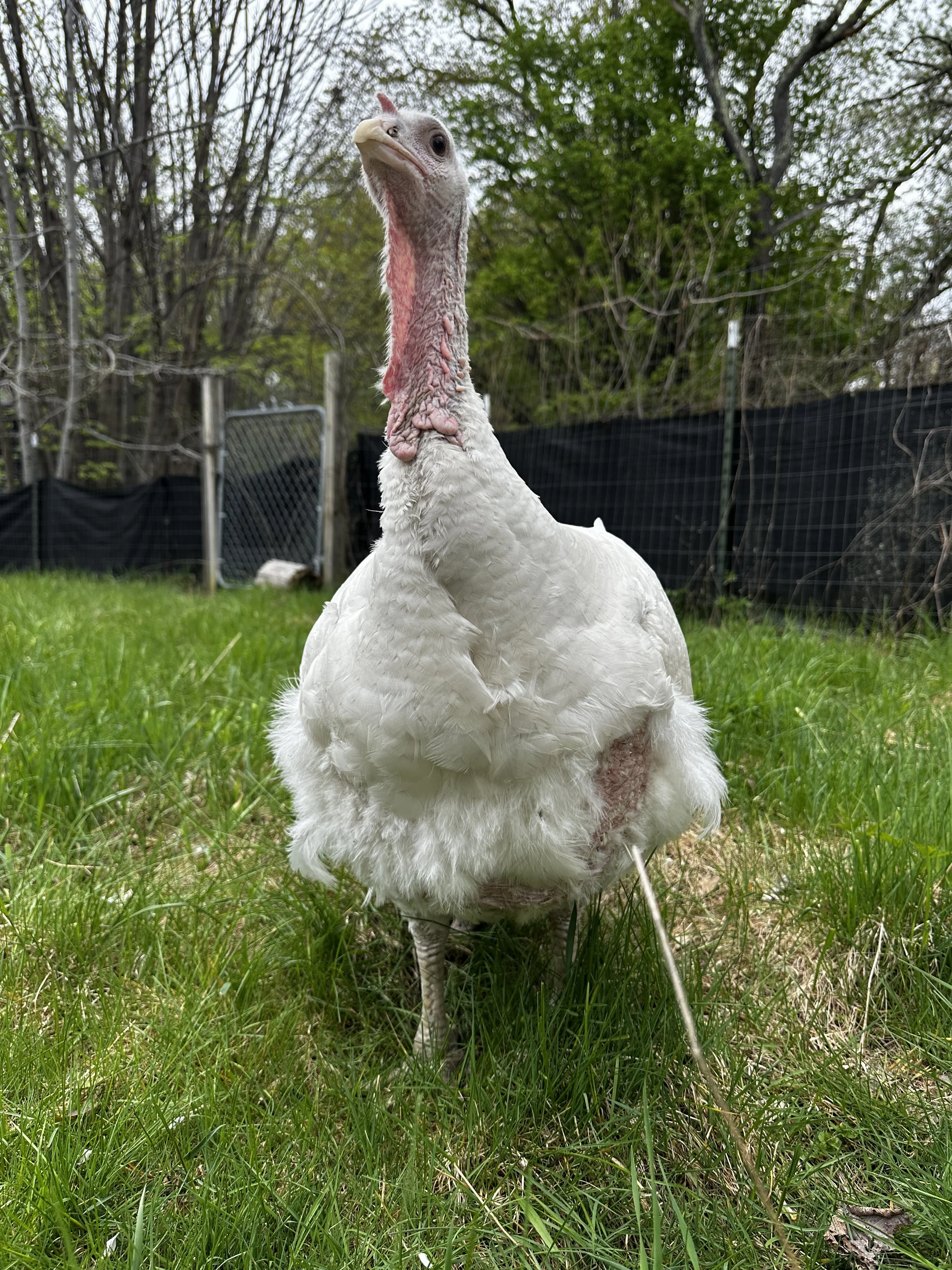 Chickens, Turkeys, and Rabbits, Oh My! | Woodstock Farm Sanctuary